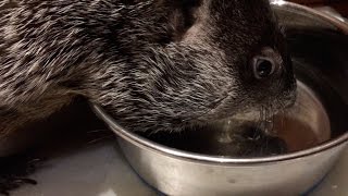 Cute Pet Groundhog - Part 4, Drinking