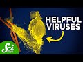 The Viruses That Shaped Humanity