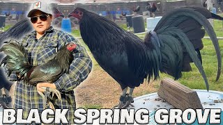 CALIFORNIA !! Beautiful Black Birds SPRING GROVE Hollister CA - Farm Visit USA