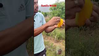 #Mango Dasseri Plant #wow #beautiful #plants #farming #agriculture #grafting #cold #air #beach