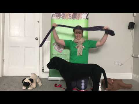 Making an emergency muzzle - first aid for dogs