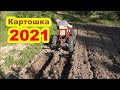 Мотоблок МТЗ с адаптером - посадка картошки окучниками 2021