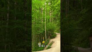 Dechberoucí Údolí Wimbachtal