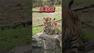 Powerful big cat #tiger #zoo #bronxzoo #nyc #explore #explorepage #fyp