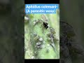 🪲Meet Aphidius colemani–the tiny parasitic wasp that protects crops by controlling aphids naturally!