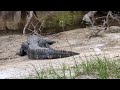 Outback Trail Little Big Econ State Forest Off Flagler Trail South &amp; Huge Tail on Female Alligator! 