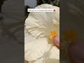 Hibiscus flower cross pollination 🌺 #botanicgarden #gardening #garden #flower