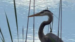 Great Blue Heron & Red-Winged Blackbird | The Marsh Guardian | Sleep Music