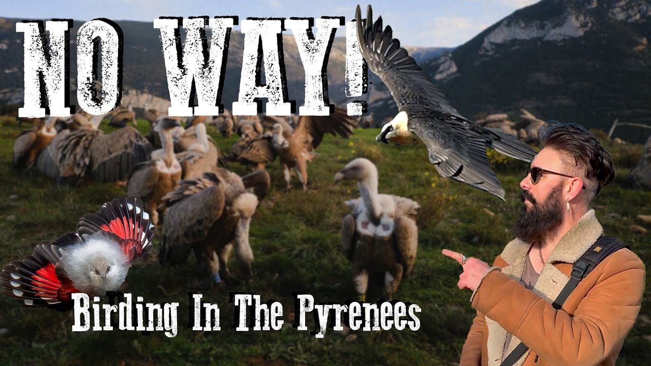 NO WAY! 😲 Birding In The Pyrenees