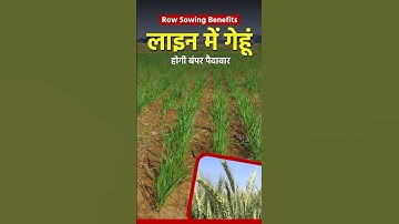 गेहूं की वैज्ञानिक खेती,  बंपर पैदावार || Scientific method of row to row #wheatsowing #GyanPotli
