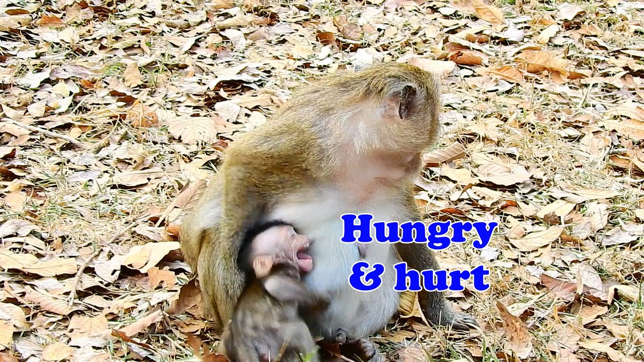 So sad baby monkey Dito hungry and hurt , Dito cry hurt tantrum cos Daisy deny milk and attack Dito.
