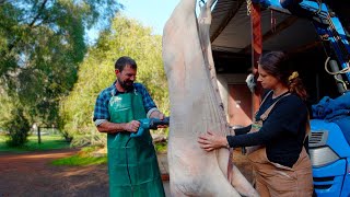How we dealt with our biggest harvest yet - Free Range Homestead Ep 51