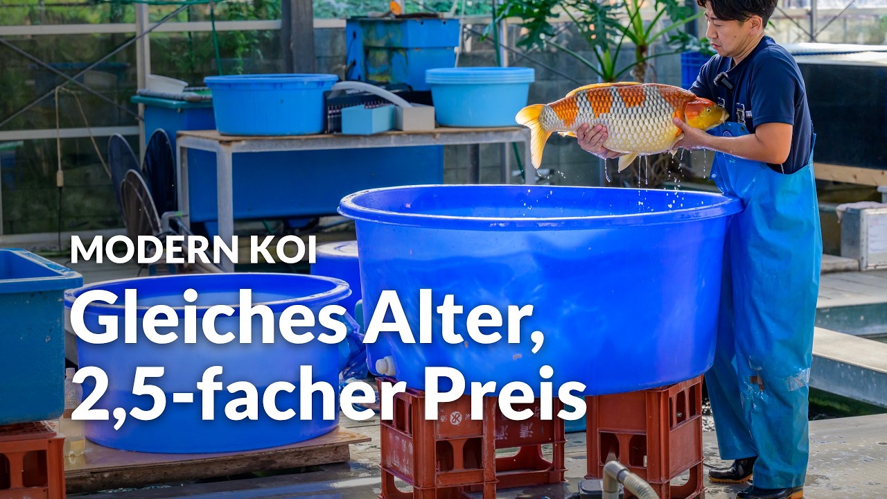 Konishi Live: Die besten 4-jährigen Ochiba und Kujaku aus dem Glashaus | Modern Koi Blog #8403