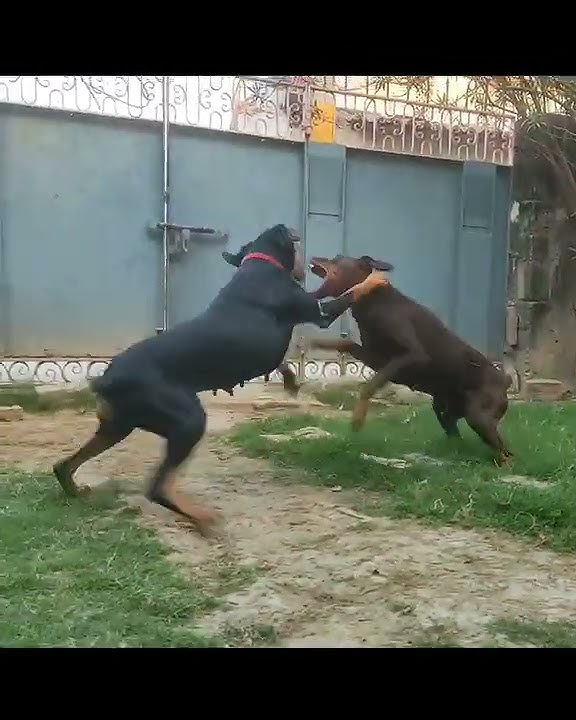 💥 Doberman attack Doberman | dog fight | 😤💥 | wife vs husband #shots  #dog #dogfight #doberman 🆚