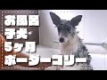 ウ○チで汚れたボーダーコリーの子犬をお風呂に入れる