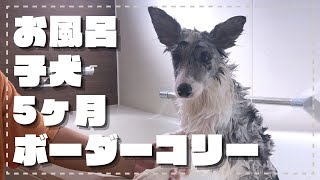 ウ○チで汚れたボーダーコリーの子犬をお風呂に入れる