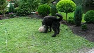 onyx en dusty 2.AVI