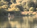 Etang forestier et ses grands animaux.wmv