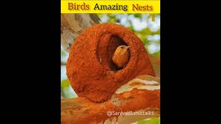 Wonderful birds nest 🧐#facts #rasoolallah#youtubeshorts #birds #shortvideo#trend #animals#trending