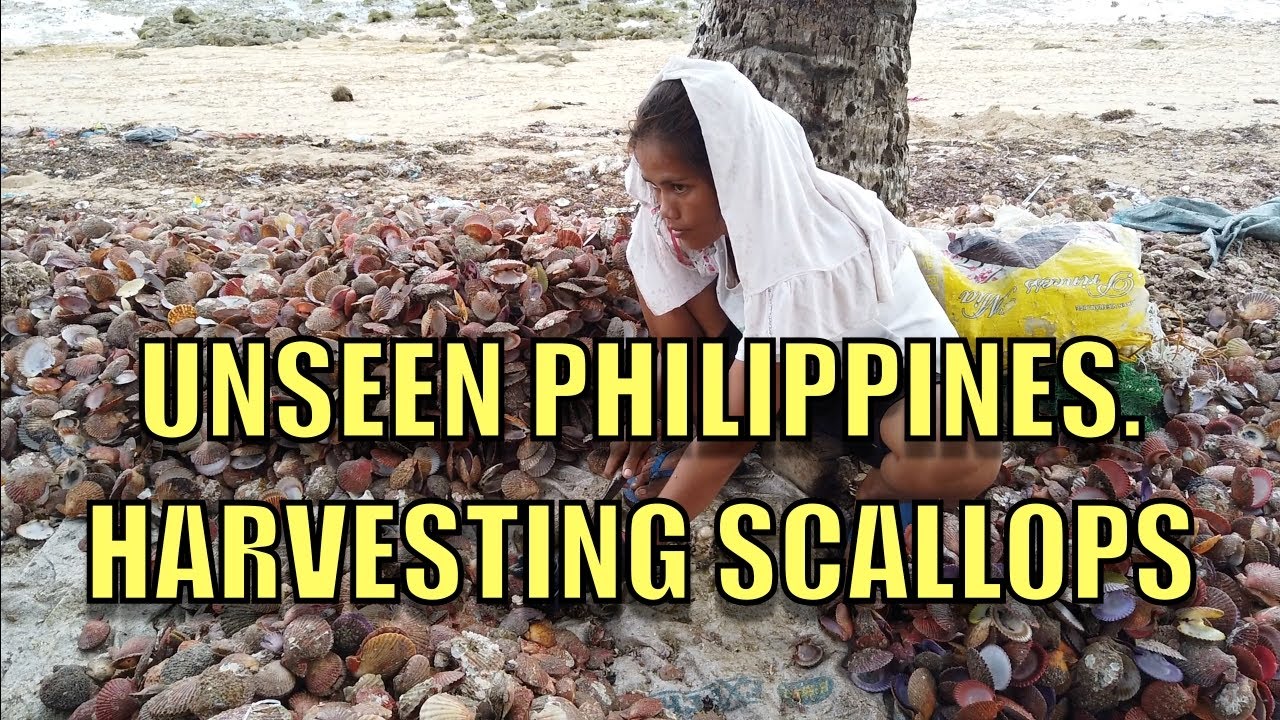 Unseen Philippines Harvesting Scallops. YouTube