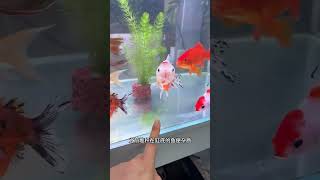 Tiger Barb Fish Breeding — Nature’s Perfect Egg-Layer Aquarium Species!”#ytshorts#viral#trending