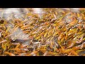 Harvesting 3,000 Koi at Miracles JoBev Fish Farm