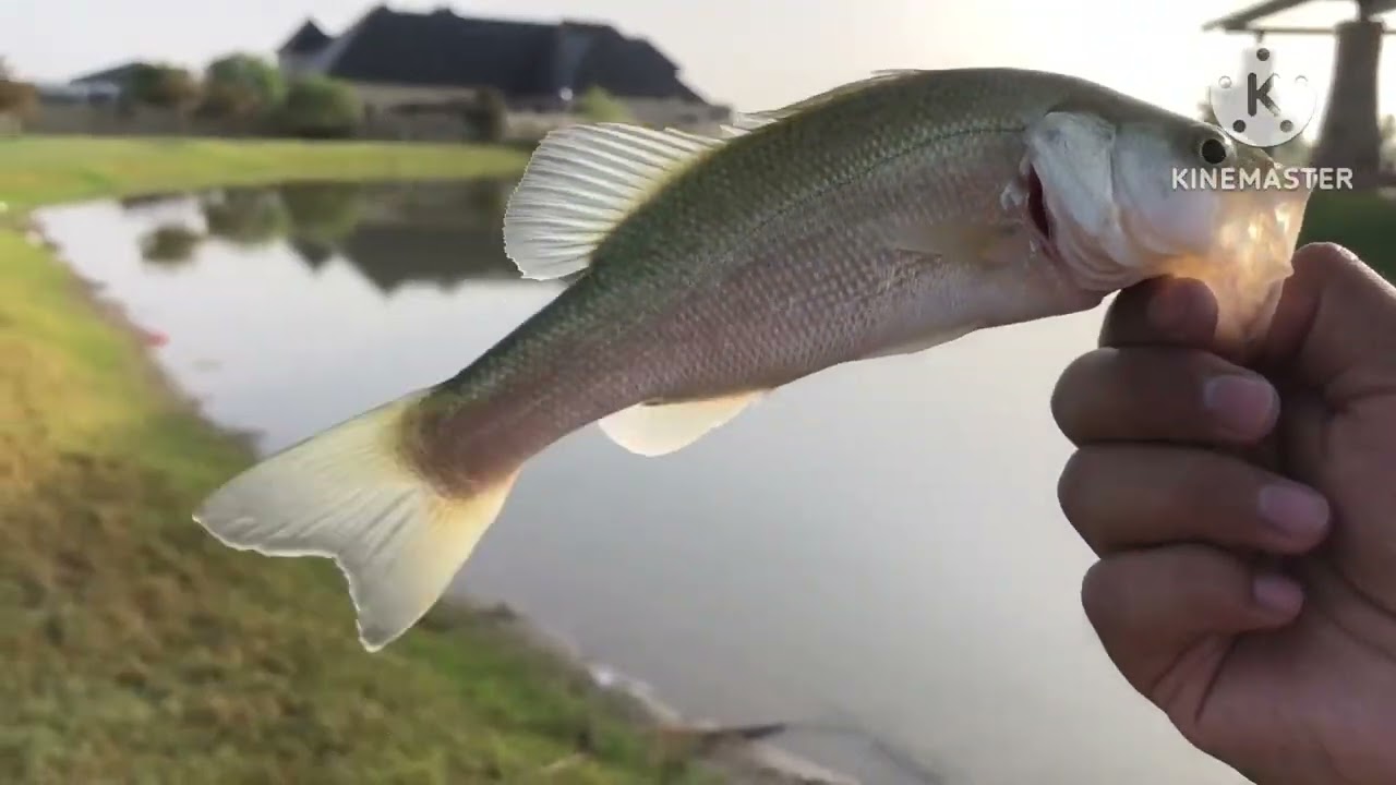 Early morning bass fishing
