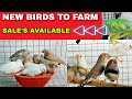 New Birds to Our Farm || Snow Chick&#39;s for Sale || MG BIRDS WORLD