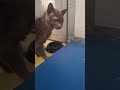 Onyx is hungry! 🐱 💕#cat #animalwelfare #fyp #foryou