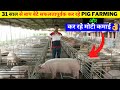 31 साल से बाप बेटे सफलतापूर्वक कर रहे PIG FARMING ll how to start Pig Farming @@@ IFT