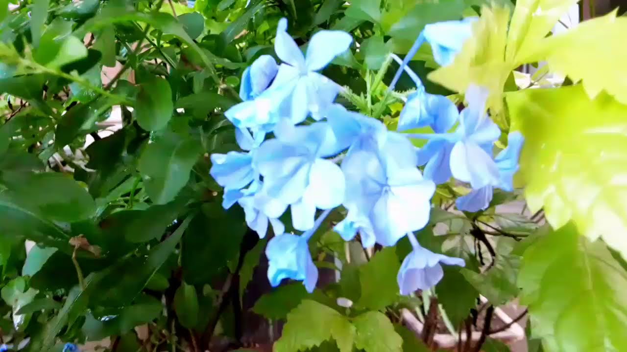 プルンバーゴ Plumbago ルリマツリ Plumbago Auriculata Lam Youtube