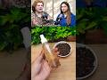 Natural Botox clove water for Skin Tightening & Reducing Wrinkles #shorts #viral #naturalbotox #fypシ