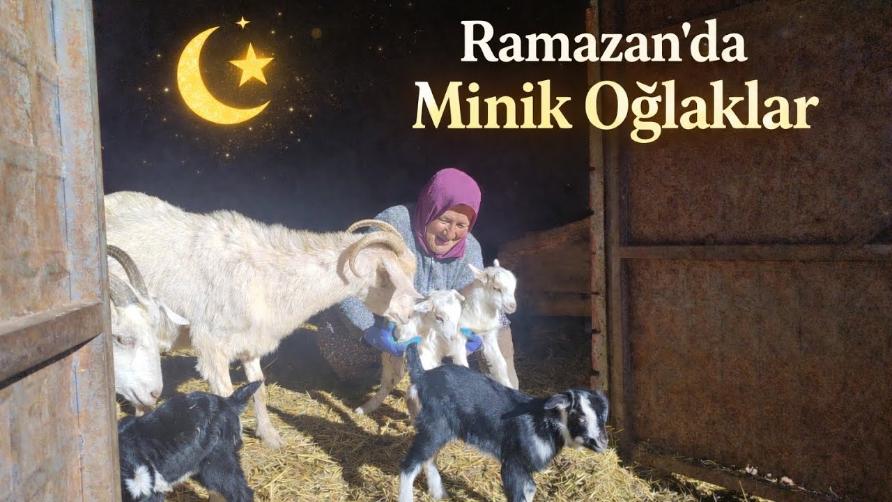 Kastamonu’da Köy Hayatı 🌿 Ramazan’da Oğlak Sevinci | Anne Emeği, Keçiler ve Bahar Gibi Şubat