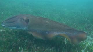 Giant cuttlefish hunting at Cabbage Tree Bay