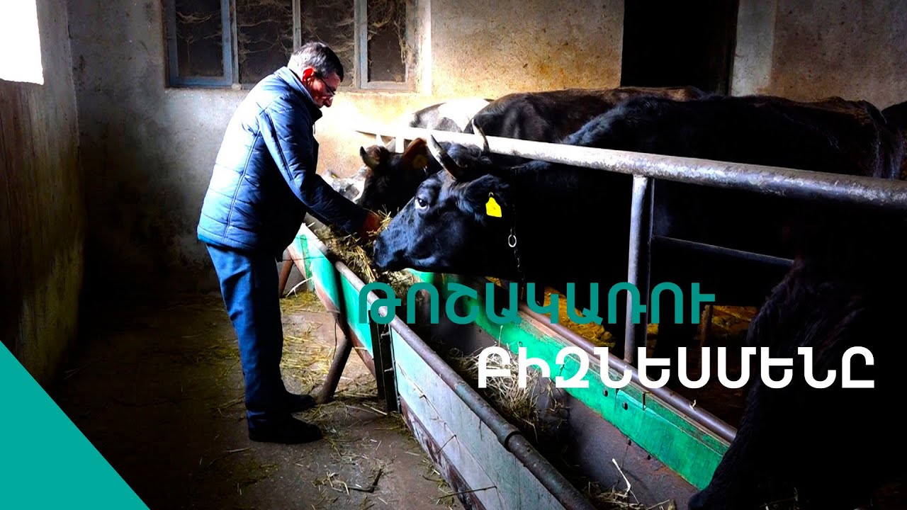 «Կաստում-շալվարս հագնում եմ գալիս գոմ,միլիոններ եմ ըշխատում»Սամվելի դրախտը