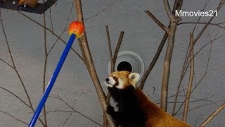 渡り木を歩くレッサーパンダ
