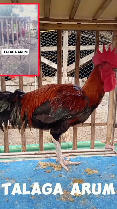Mantap Ayam Pelung Pun Talaga Arum... Memiliki suara kokok mewah, Tak ada bandingan nya...