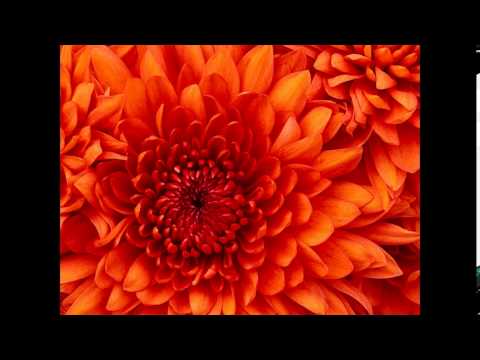 1208 Obstructure
