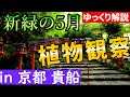 【山野草】新緑の京都・貴船神社で5月の植物観察！【ゆっくり解説】