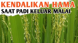 Cara Mengendalikan Hama dan Penyakit Tanaman Padi Saat Keluar Malai dan Berbunga