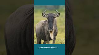 Earth Day 2026 Celebrating Rewilding a Story of Samara