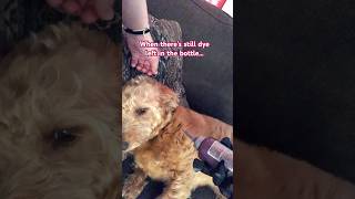 THIS IS A JOKE WE DO NOT DYE DOGS WITH PEOPLE DYE #zane #hairdye #dog #funny #joke #dye #relatable