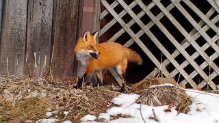 Why Does Mom Fox Hide Her Prey?- The Secret of Fox Caching Seen on Trail Cameras