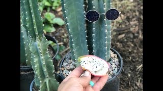 Peruvian Apple Cactus Fruit
