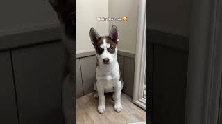 Daisy love you guys ❤️❤️ #husky #puppy #siberianhusky #shorts