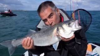 Sortie à 4 bateaux : Sauvetage d'un dauphin et pêche d'un gros bar