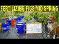 Fertilizing Figs Mid Season - Optimize Fig Tree Health And Vigor