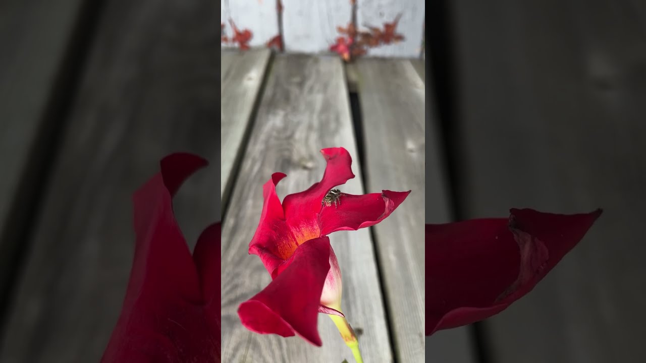 Adorable Wild Baby Jumping Spider Exploring A Red Flower Jumpingspider Arachnid Cutespider