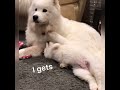 This is what patience looks like with a puppy #dog #dogs #cutedog #funnydogs #shorts #samoyed