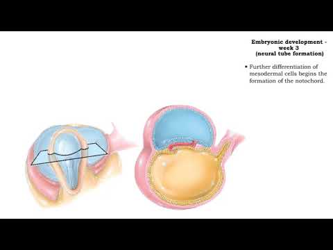 Video: Elemente Transpuse în Embrionul Mamiferilor: Pionieri Care Supraviețuiesc Prin Furt și Serviciu